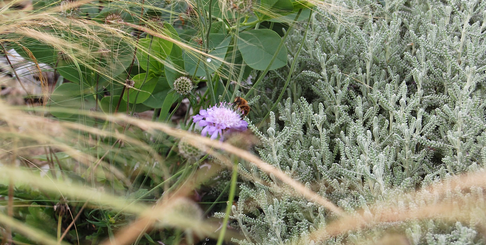 Gartenneugestaltung und Beratung mit Elke Lilje