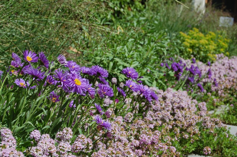 Alpen-Aster und Thymian säumen die Trittplatten zum Kellereingang.