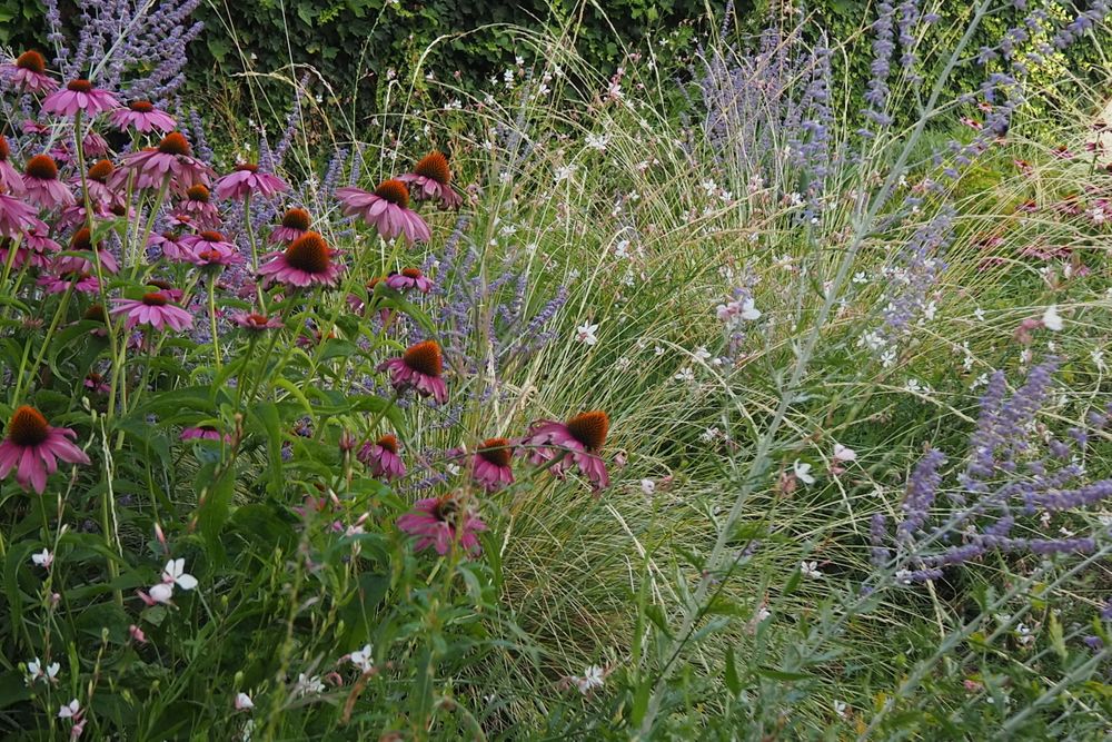 Purpur-Sonnenhut, Prachtkerze und Blauraute – Gartenplanung von Elke Lilje