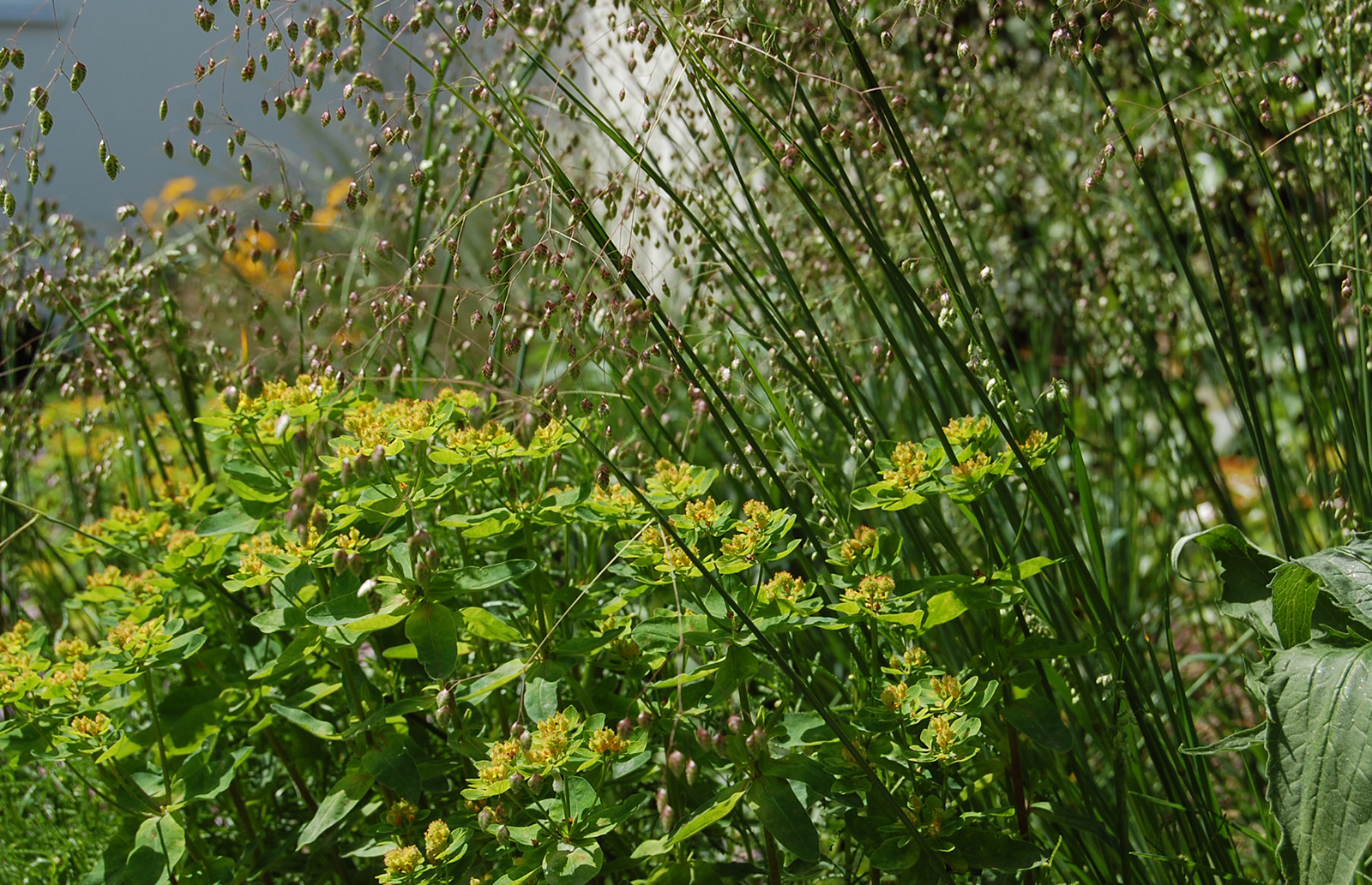 Perlkörbchen, Gold-Wolfsmilch und Sonnenhut