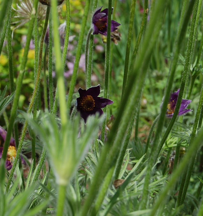 Felsenbirne in der Gartenplanung