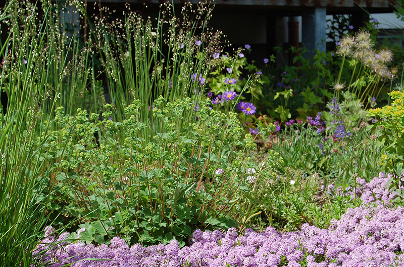 Felsenbirne in der Gartenplanung