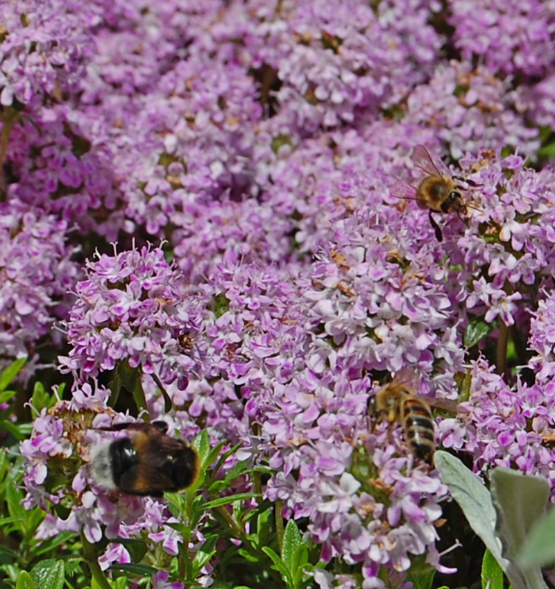Blüten im Gegenlicht