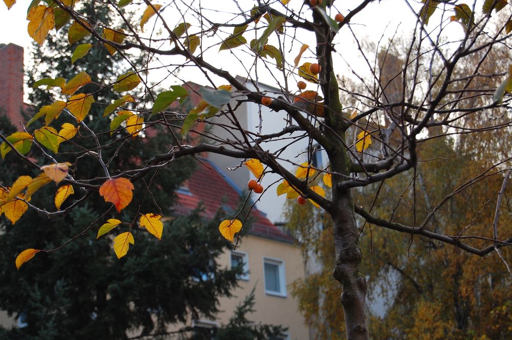 Der Zierapfel im Mietergarten im Herbst.