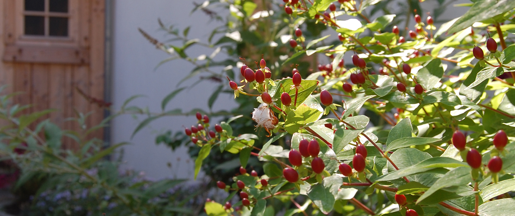 Die Früchte des Johanniskrautes im Zusammenspiel mit dem Sommerflieder.