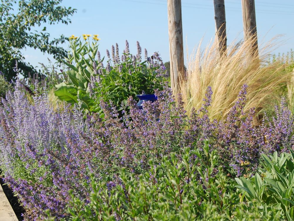 Blautöne aus Blaunesseln und Blauraute im Juli