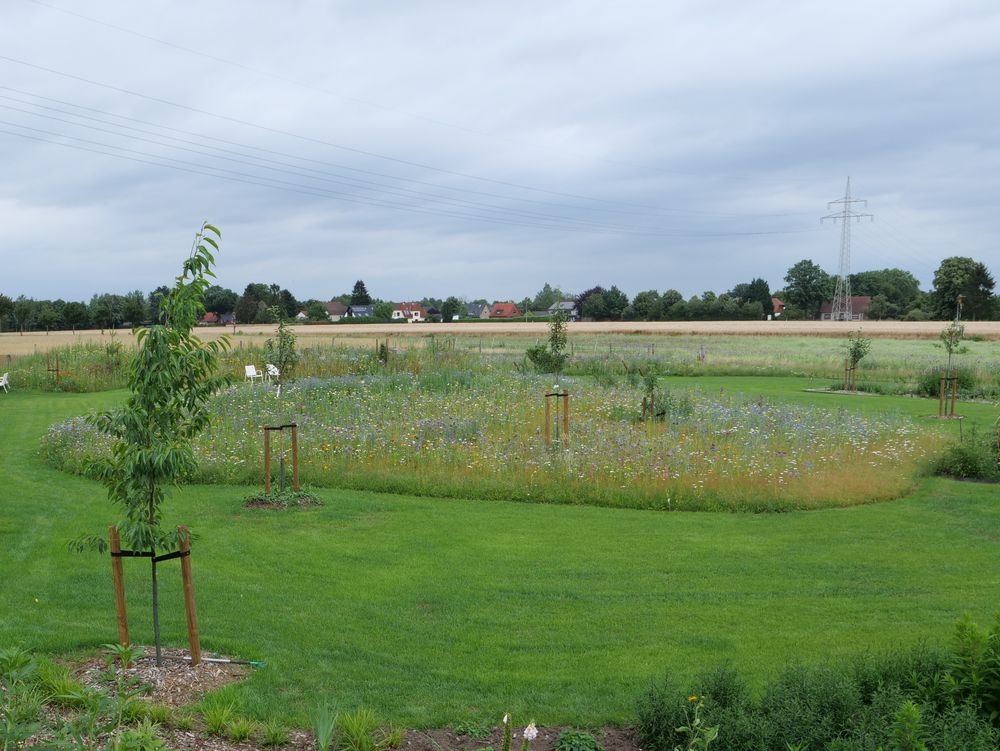 Im mittleren Teil blüht der Wildblumenhügel und gliedert den Garten. Foto: Jörg-Henry Eickhorst