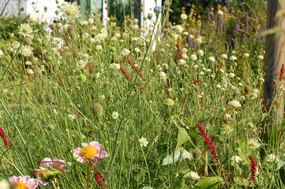 gelbe Skabiose, Kerzenknöterich und Dahlien