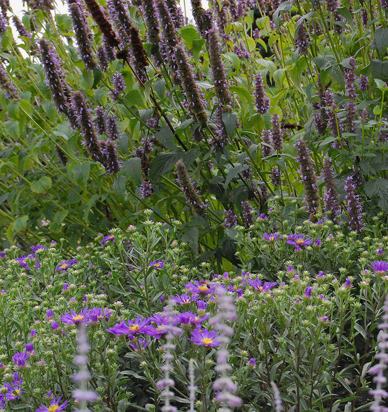 Die Farbe Blau im Beet: Agastache und Bergaster