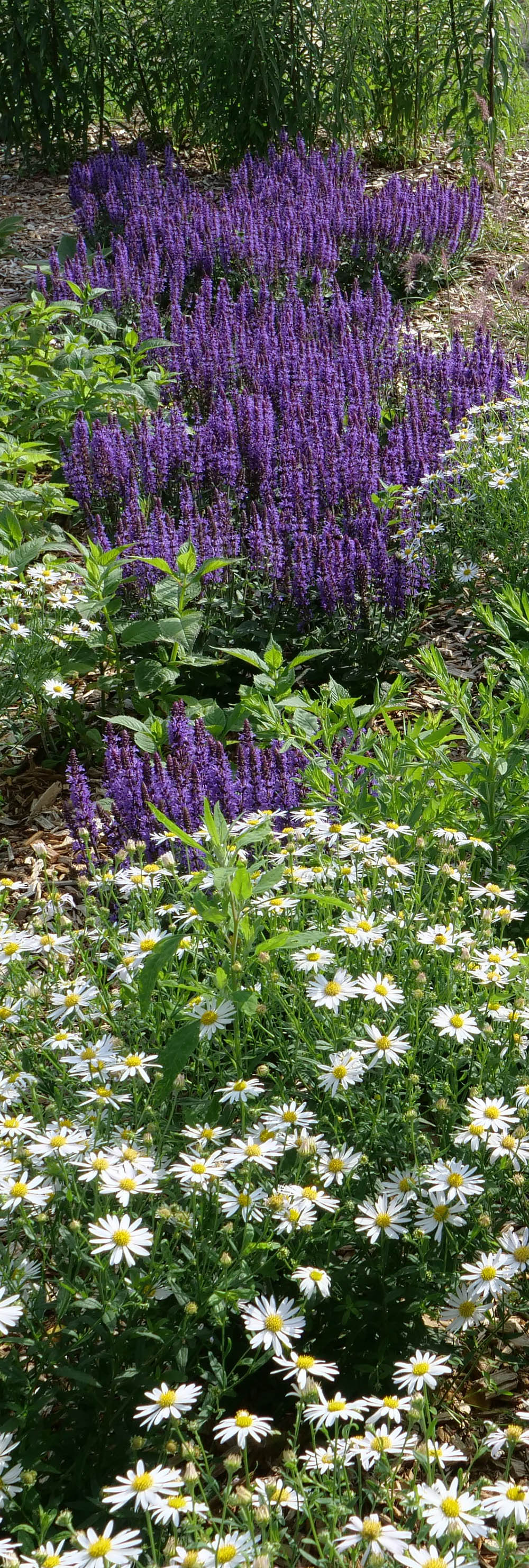 Steppensalbei und Schönaster in der Gartengestaltung