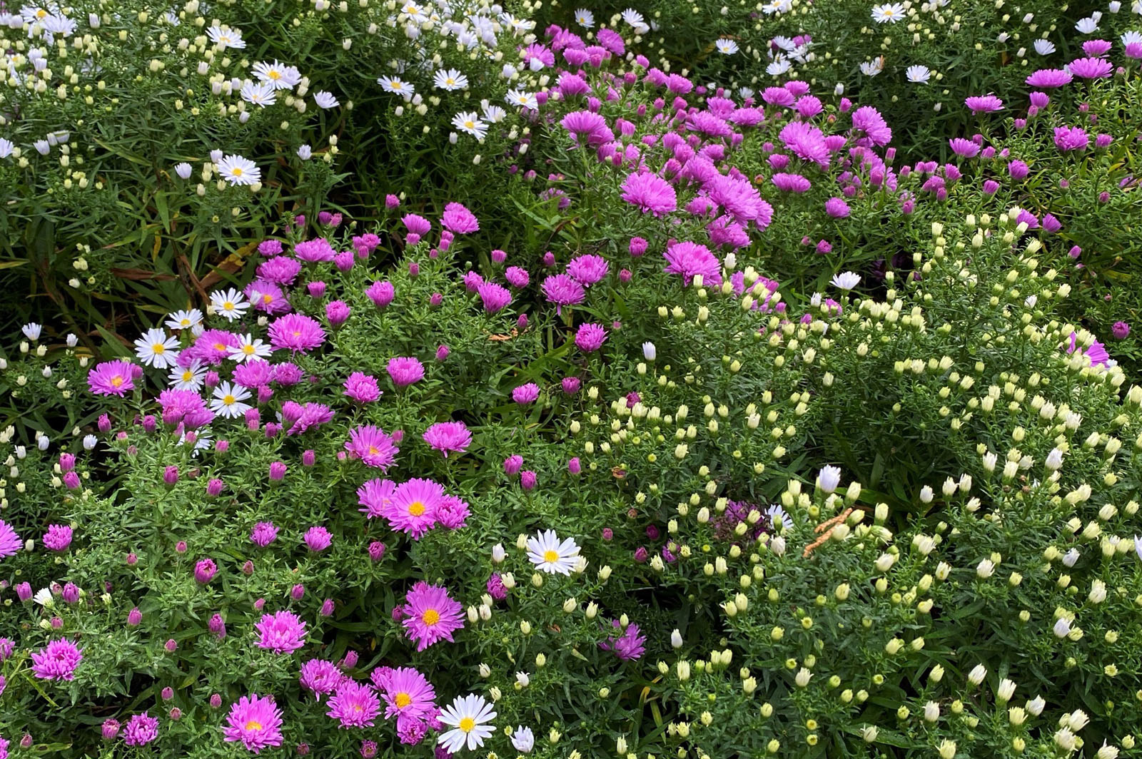 10 Gelungenes Zusammenspiel aus verschiedenen Sorten der Kissen-Aster.