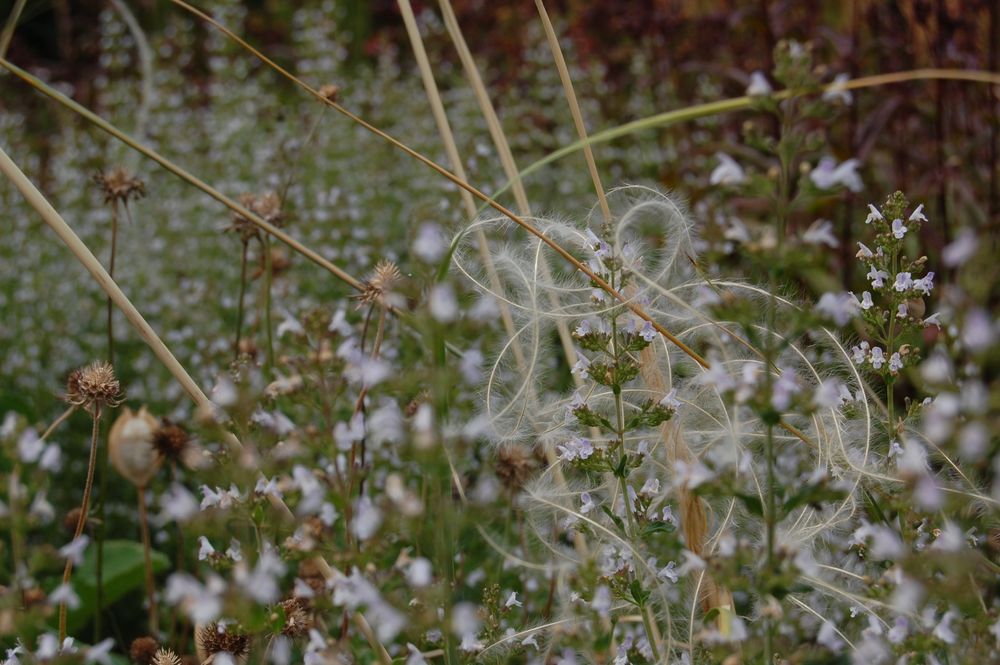 Die Bergminze mit ihren duftenden weißen Blüten bildet den Hintergrund für das feine Reiherfedergras. 