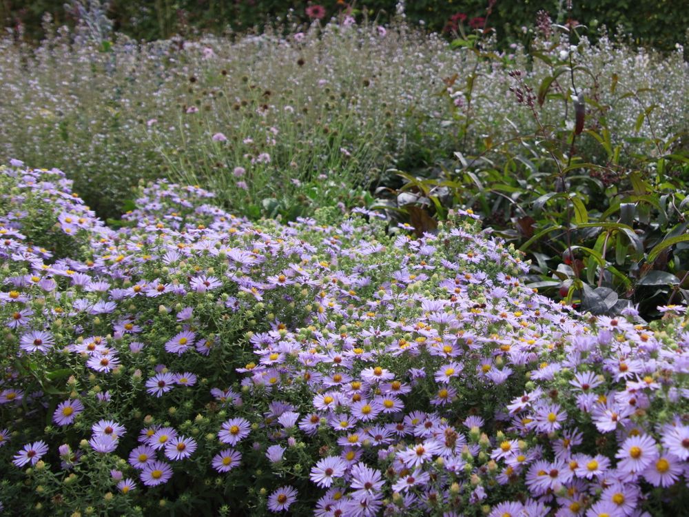 Die tausenden blauen Sternchen der aromatischen Aster erfreuen bis in den Oktober hinein.