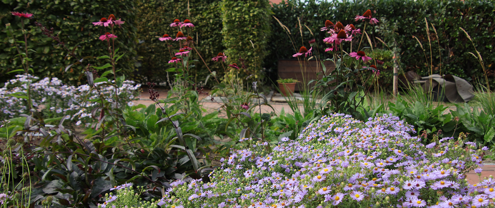 Katzenminze und Scabiosen