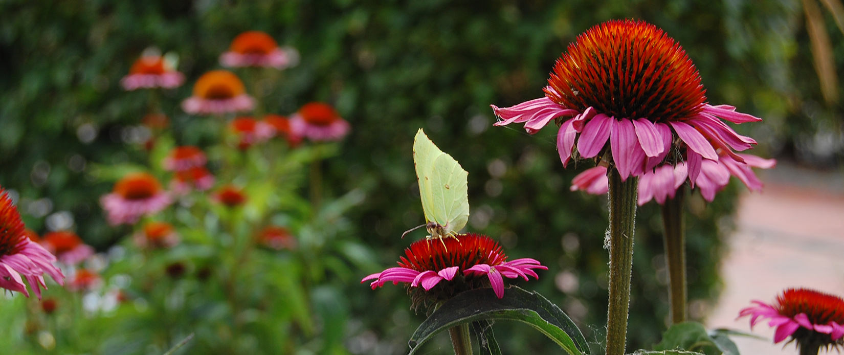 Zitronenfalter machen es sich auf den Blüten des Purpur-Sonnenhutes gemütlich.