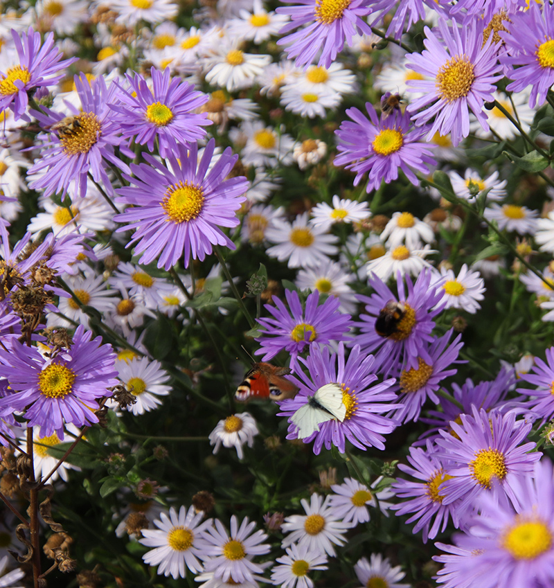 Feine Strukturen in der Gartenplanung