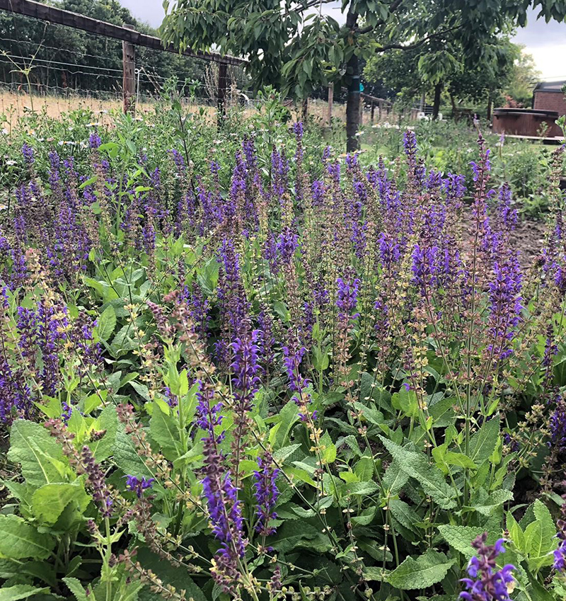 Engelshaar – ein schöner Akzant in der Gartenplanung