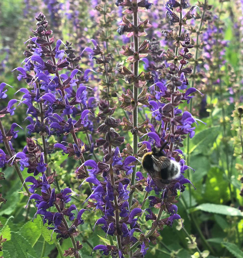 Wildblumen und geschwungene Beete