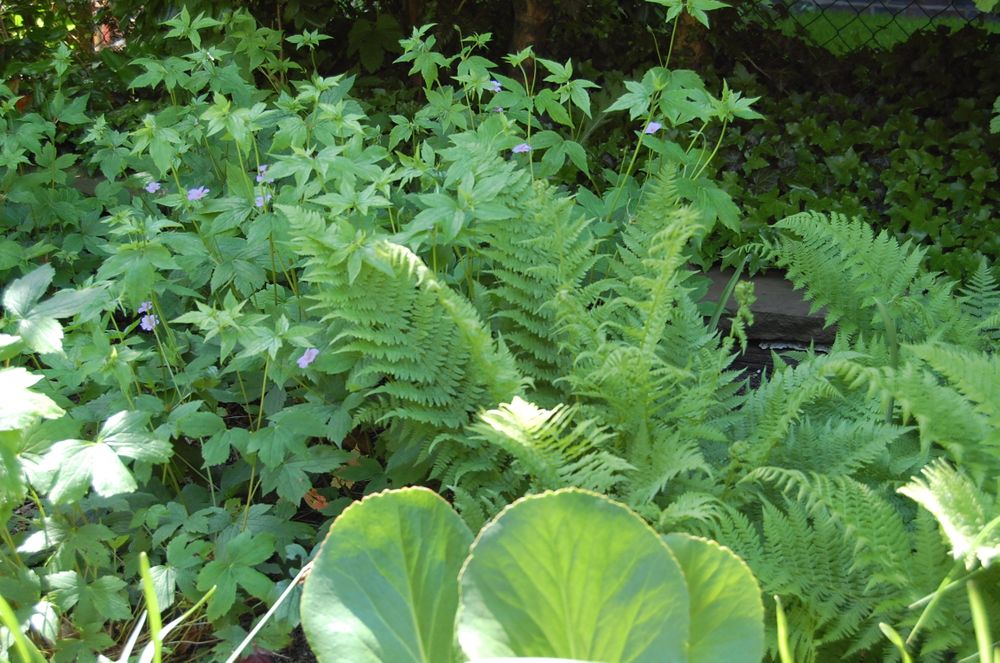 2 Blattkontraste im Schatten: Bergenie, Wald-Storchschnabel und Farnwedel