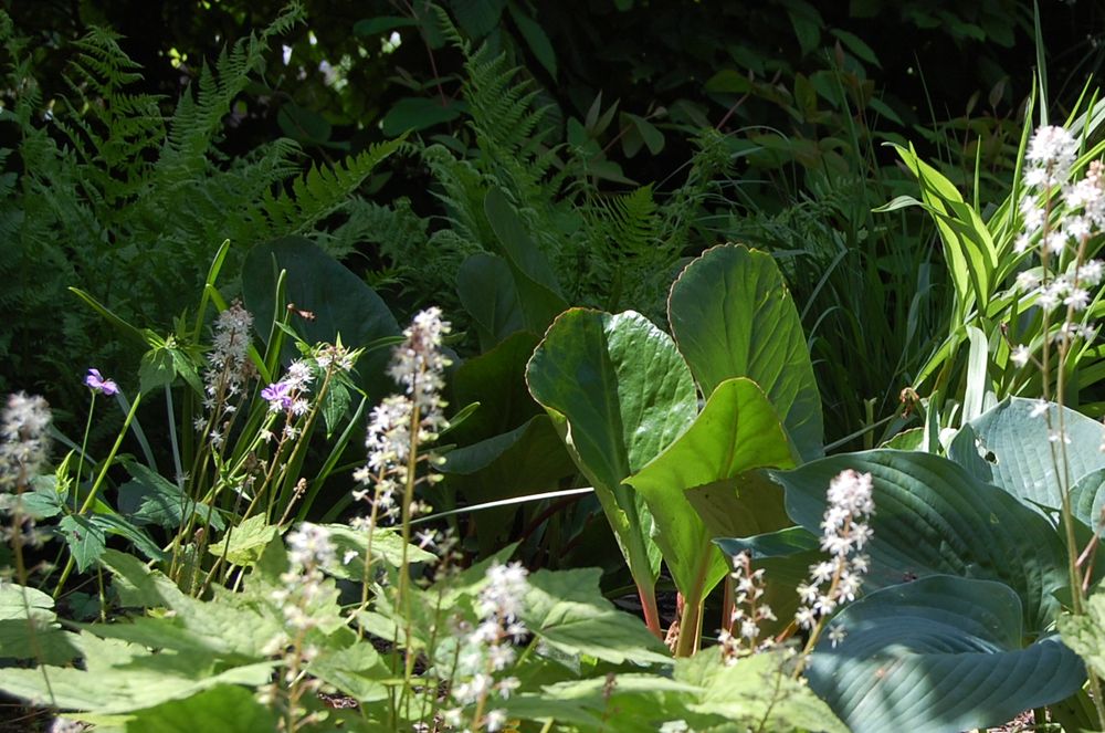 4 Die feintexturierten Blüten der Schaumblüte und flächige Blätter von Bergenie und Hosta.