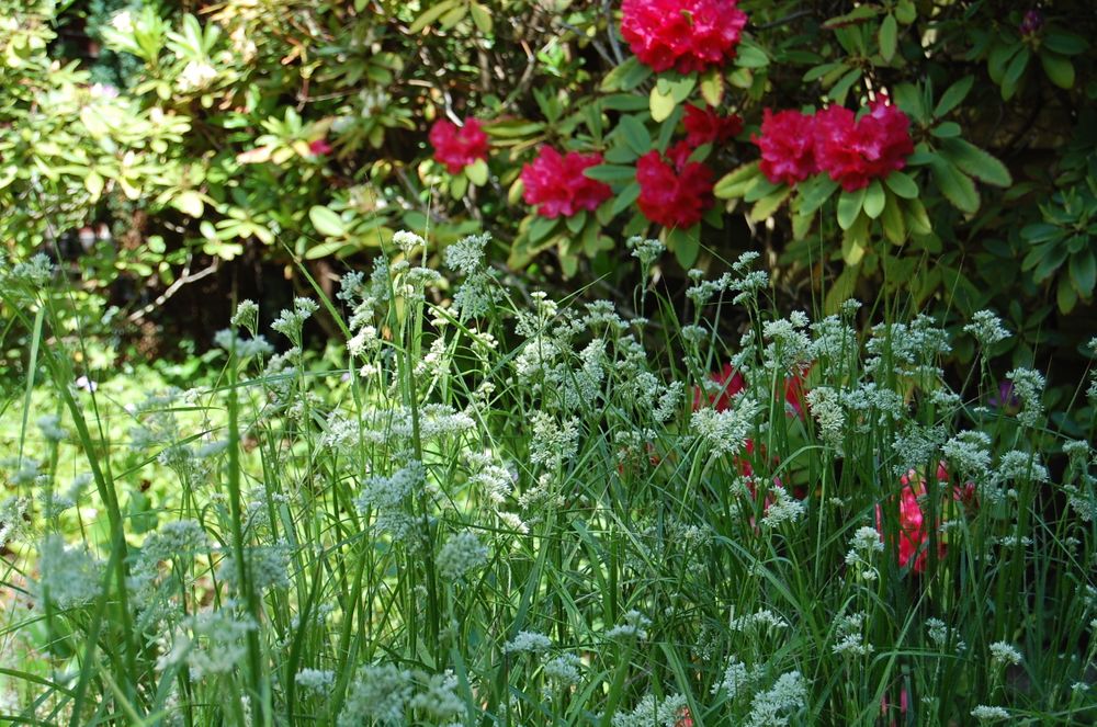 5 Rotblühende Rhododendren bilden einen tollen Kontrast zu den weißen Blüten der Schnee-Marbel