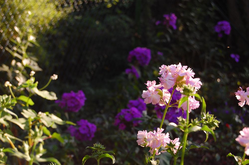 8 Gefülltes Seifenkraut und dunkler Großblatt-Phlox