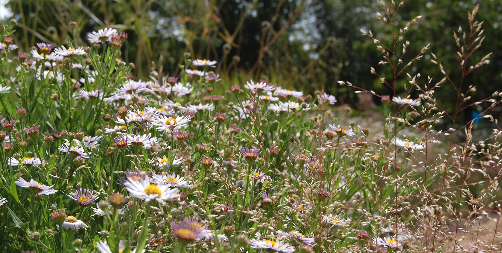 Gartenneugestaltung und Gartenplanung mit Elke Lilje